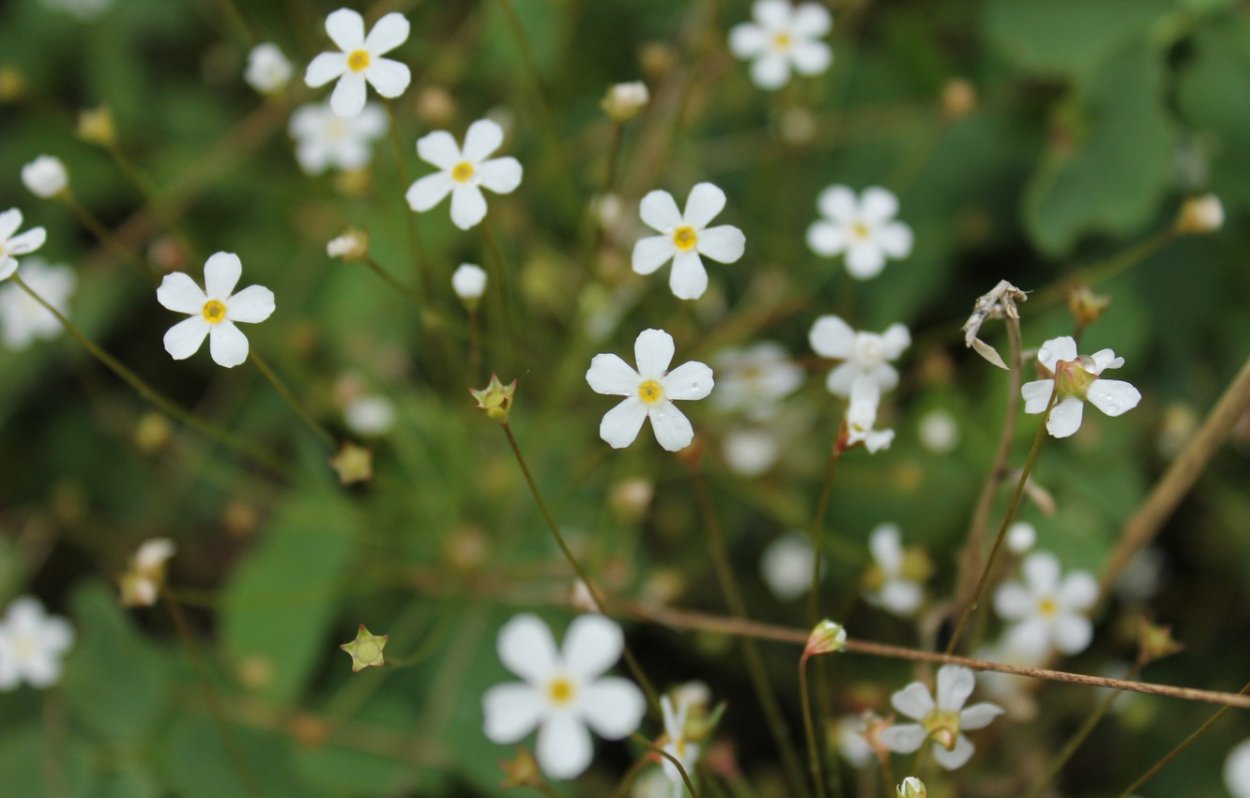 Лесные маленькие белые цветочки