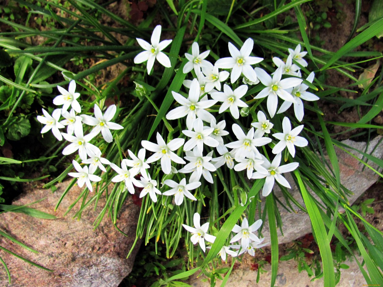 Белые цветы на черном фоне