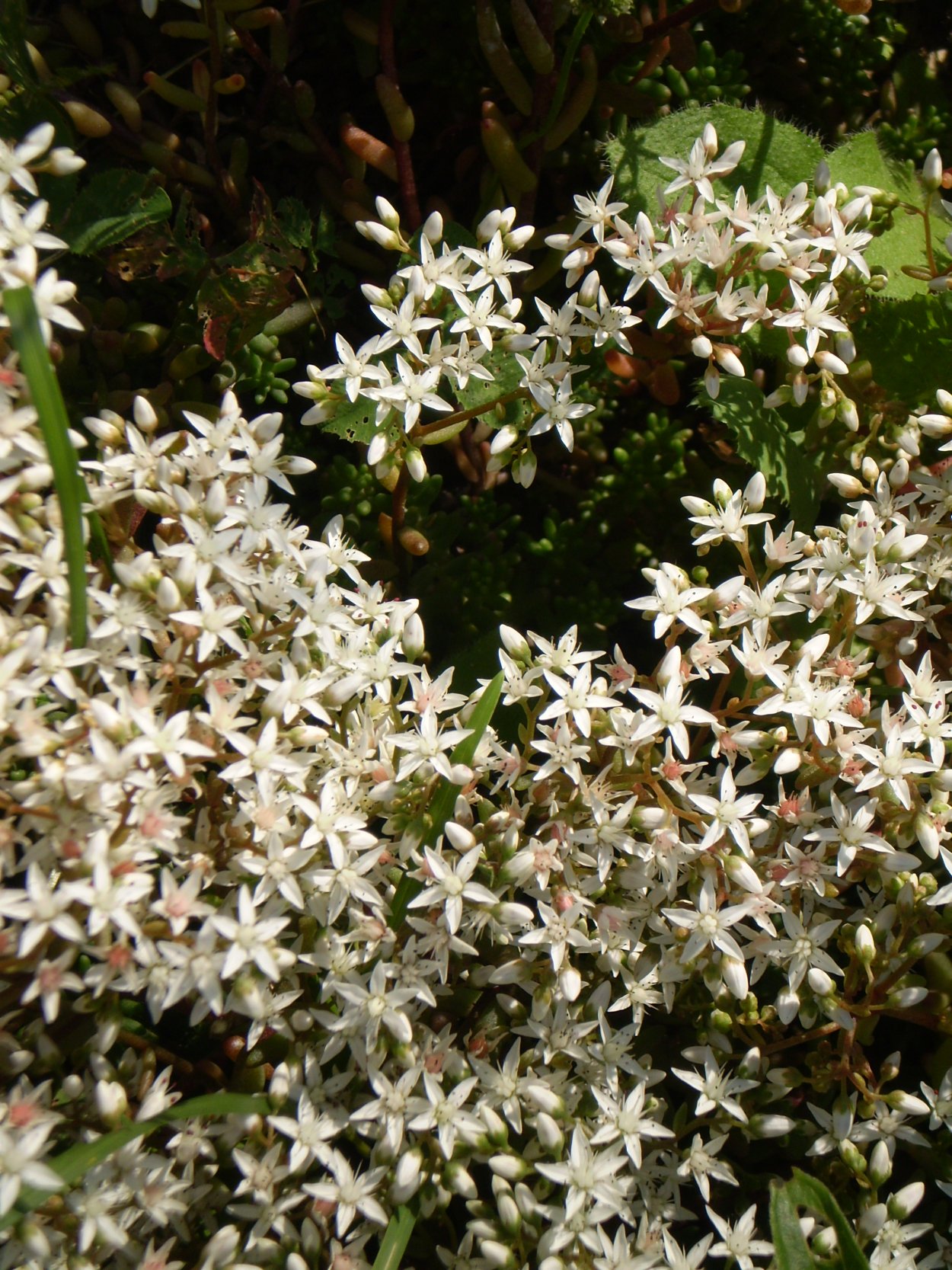 Пентас лаки Стар f1 Вайт Аэлита