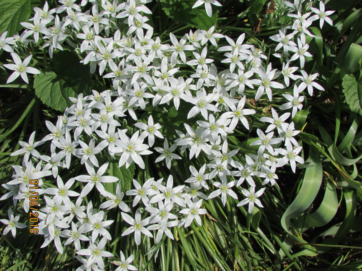 Гипсофила Луговая