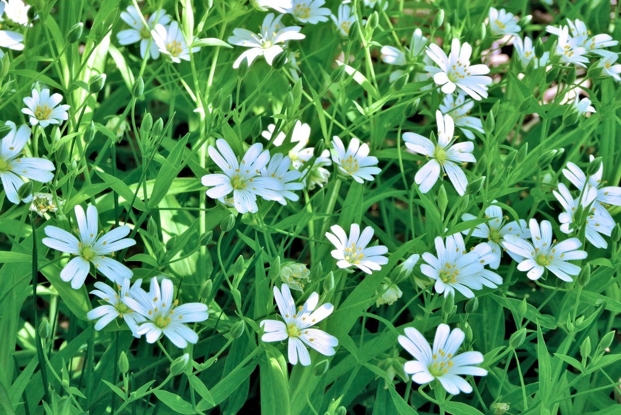 Мелкие белые цветочки звездочки