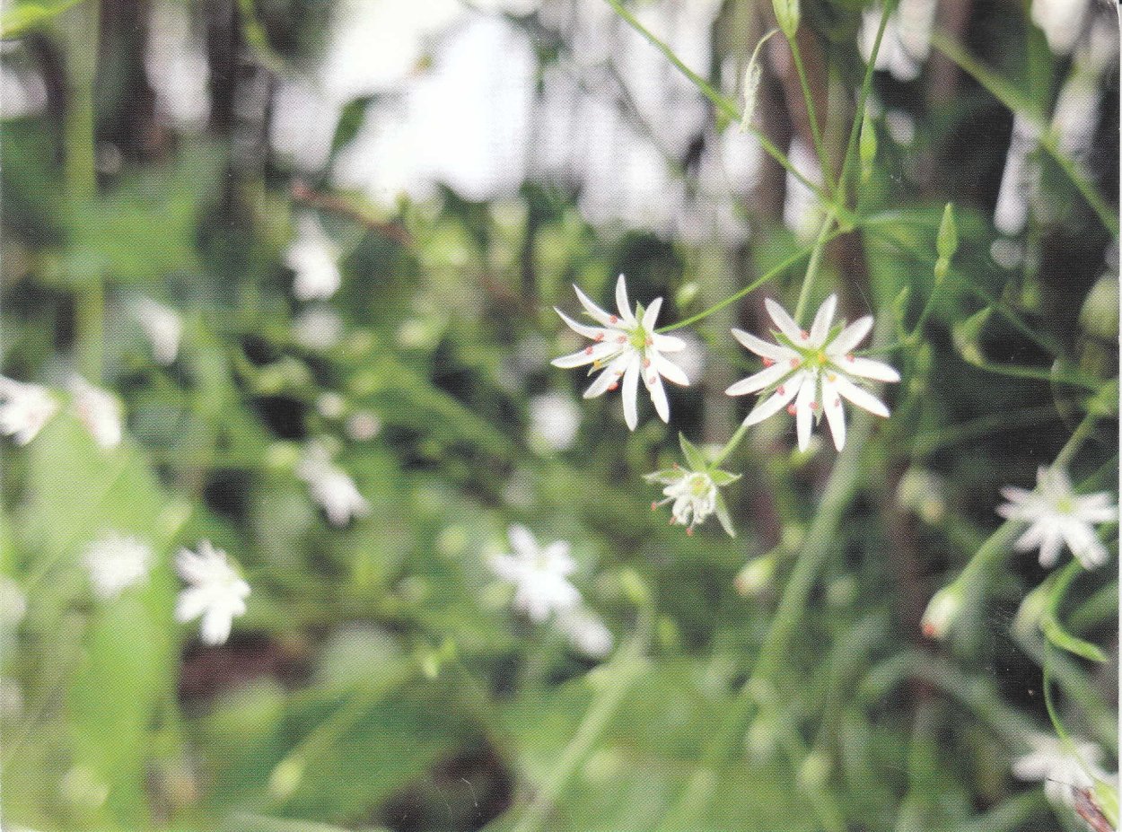 Белый цветок пять лепестков