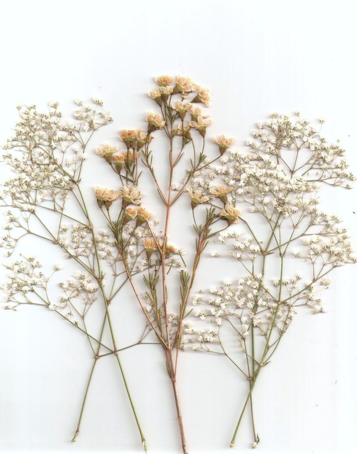 Амареллино сухоцвет