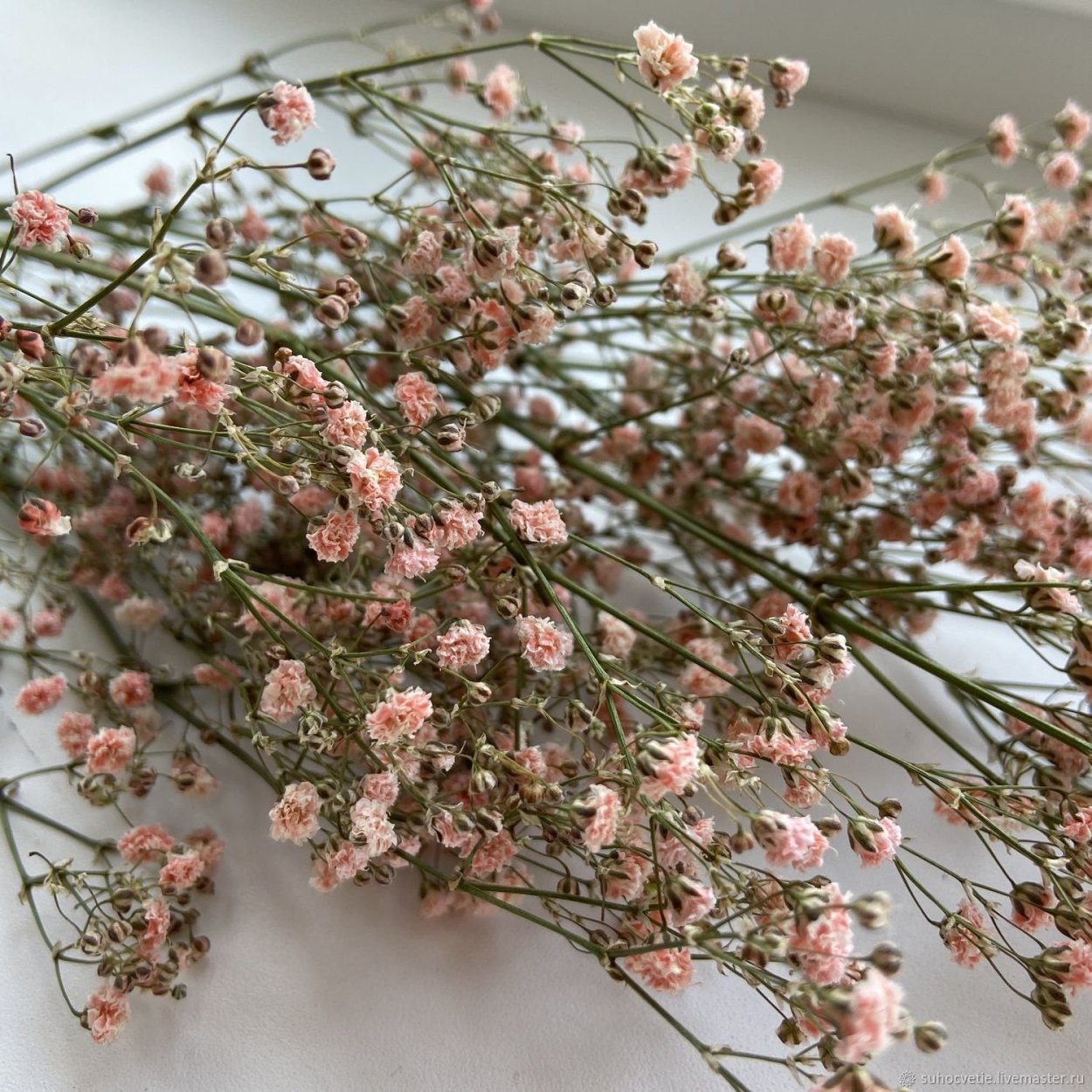 Гипсофила лимониум гербарий