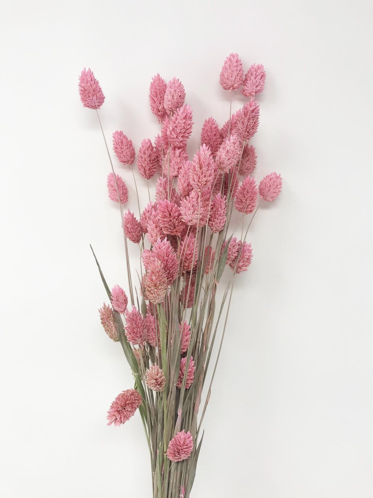 Фаларис cухоцвет