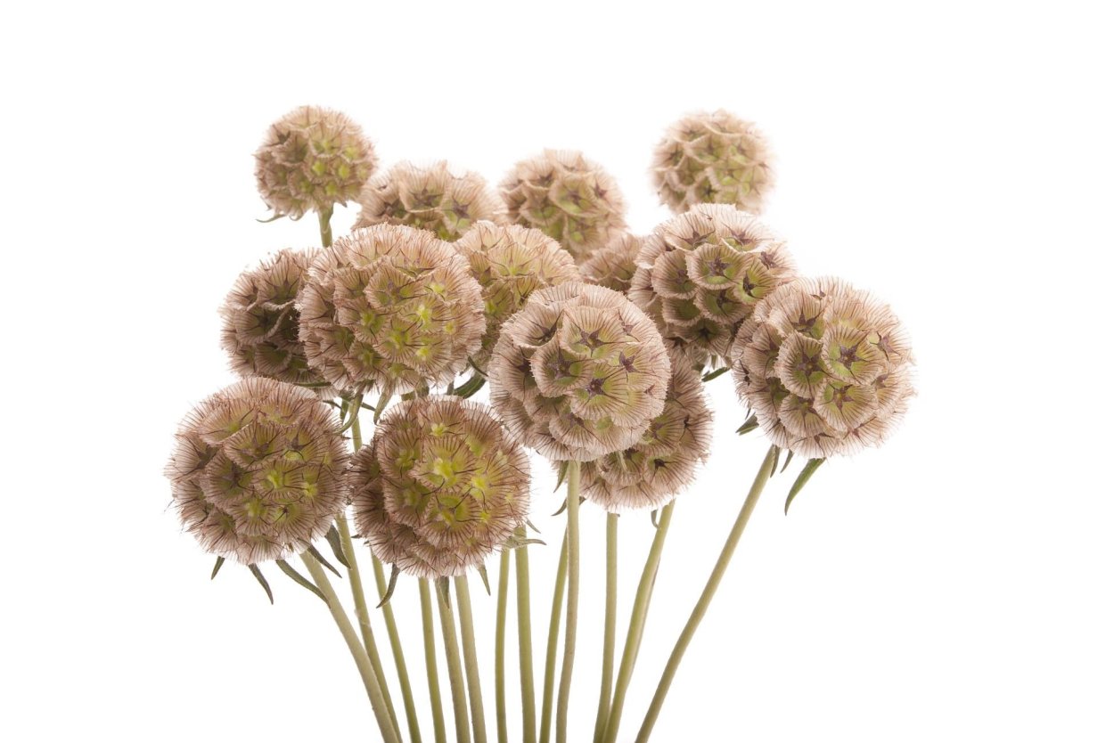 Скабиоза звездчатая