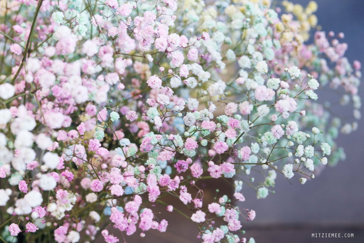 Гипсофилы разноцветные фон