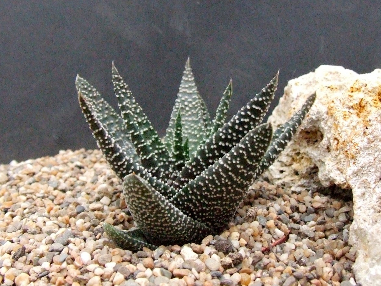 Хавортия Жемчужная