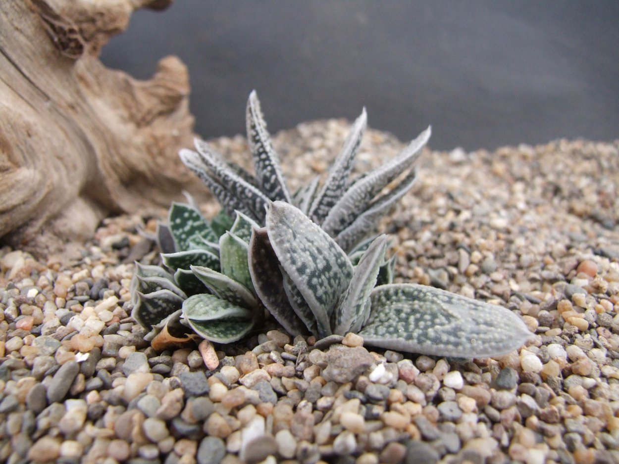 Гастерия maculata