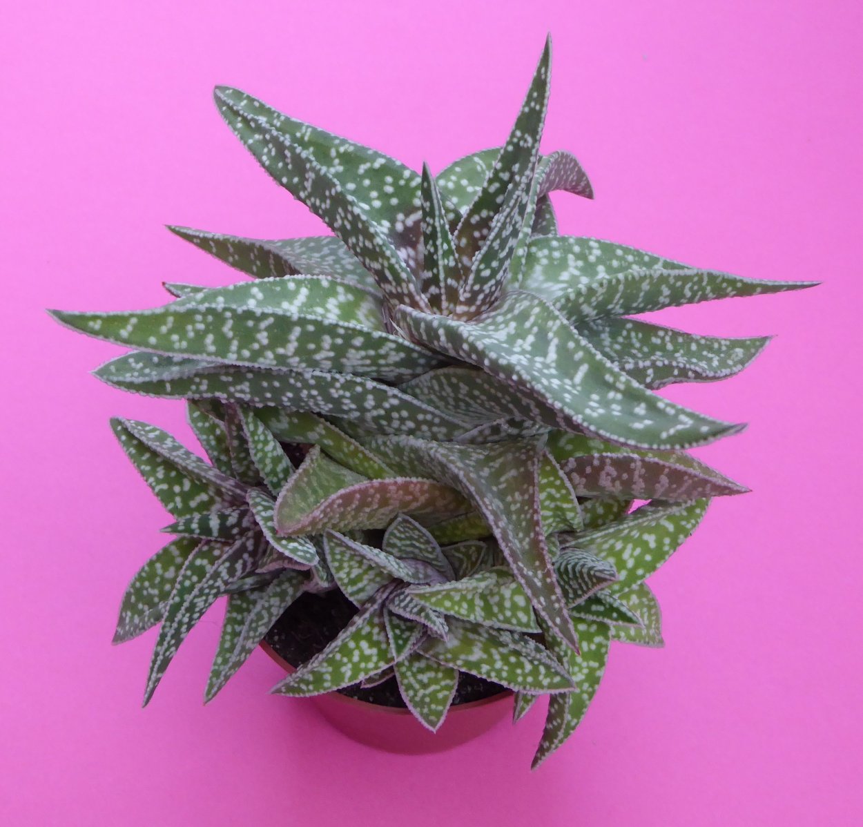 Суккулент Gasteria baylissiana