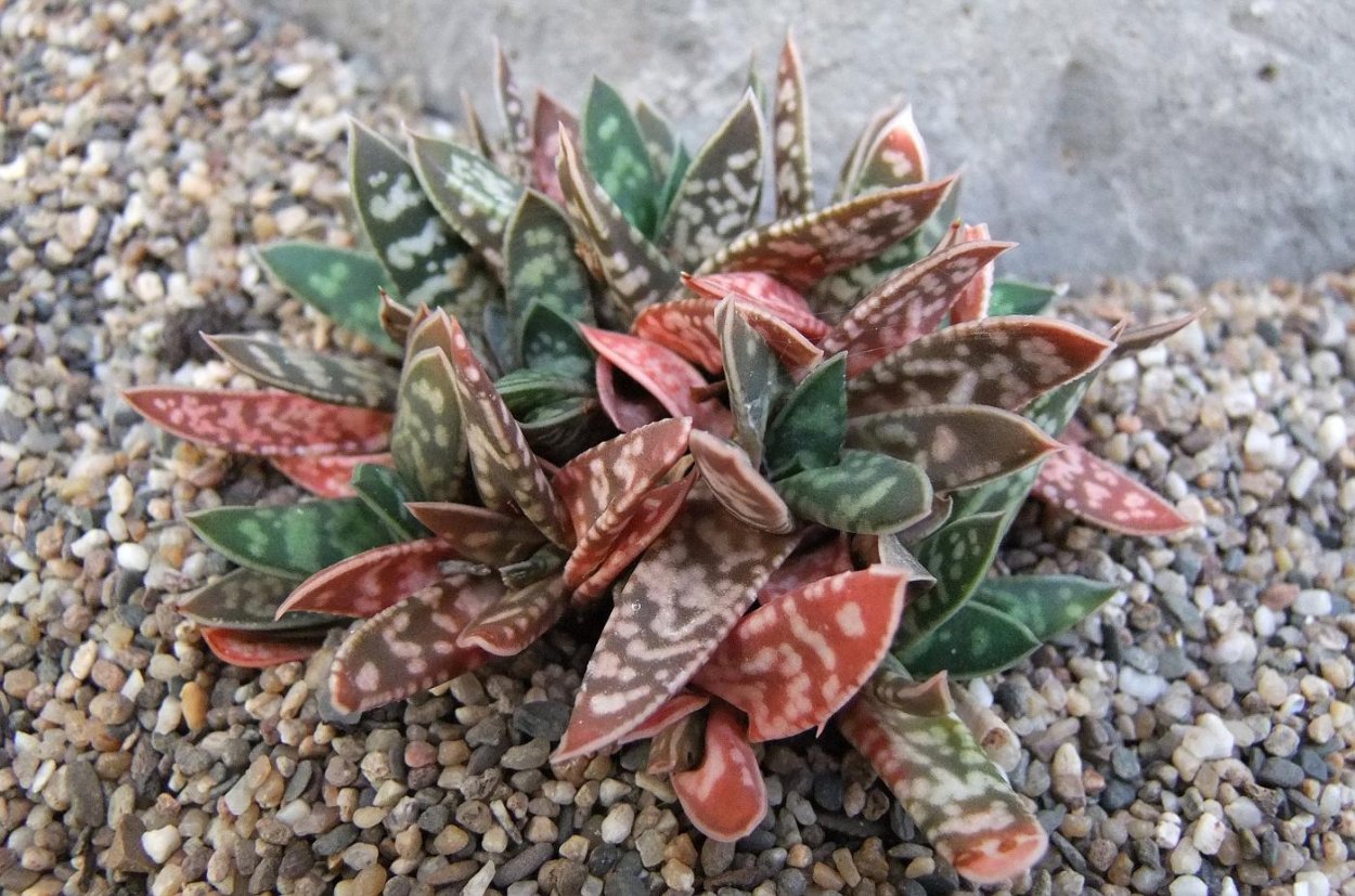 Гастерия байлисиана