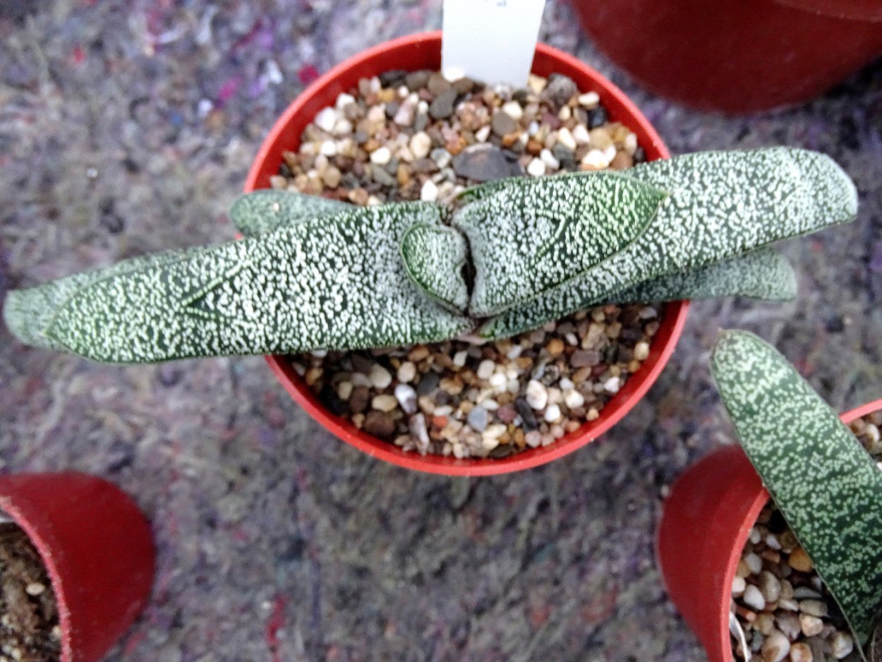 Алоэ Гастерия хавортия