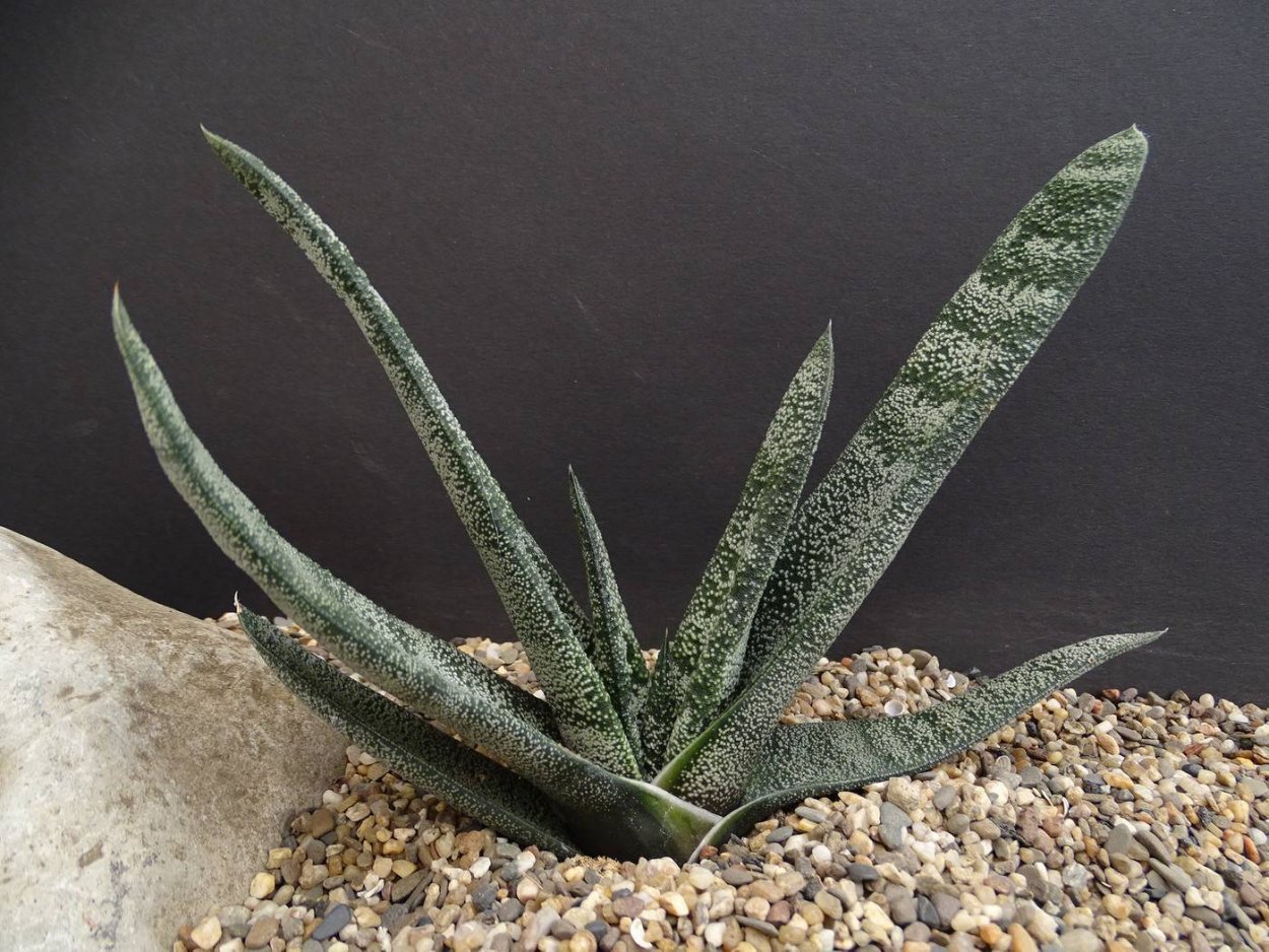 Хавортия Гастерия