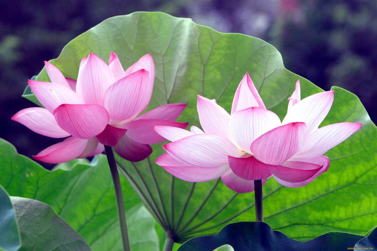 Лотос нелюмбо цветок