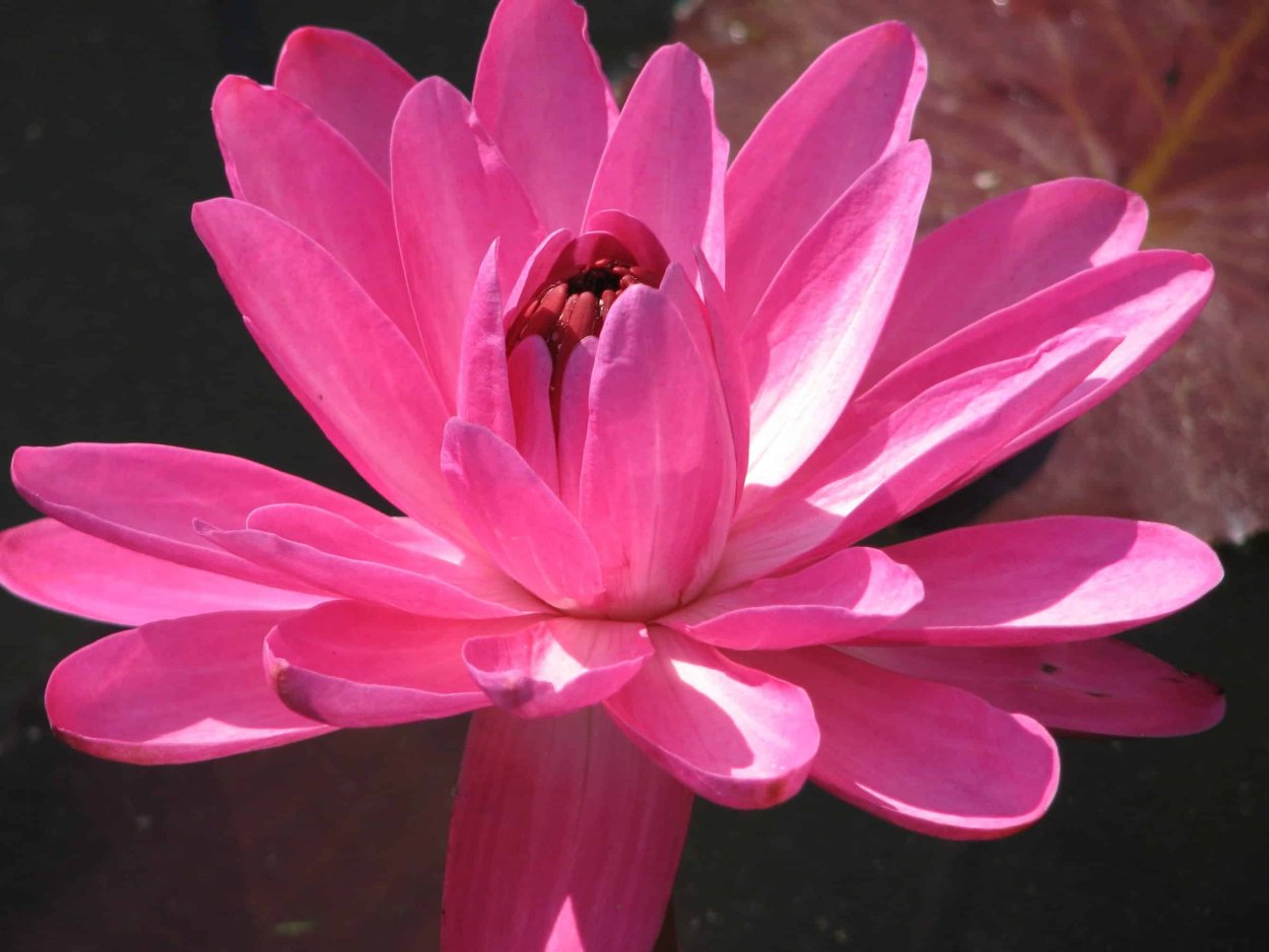 Лотос 1006 розовый