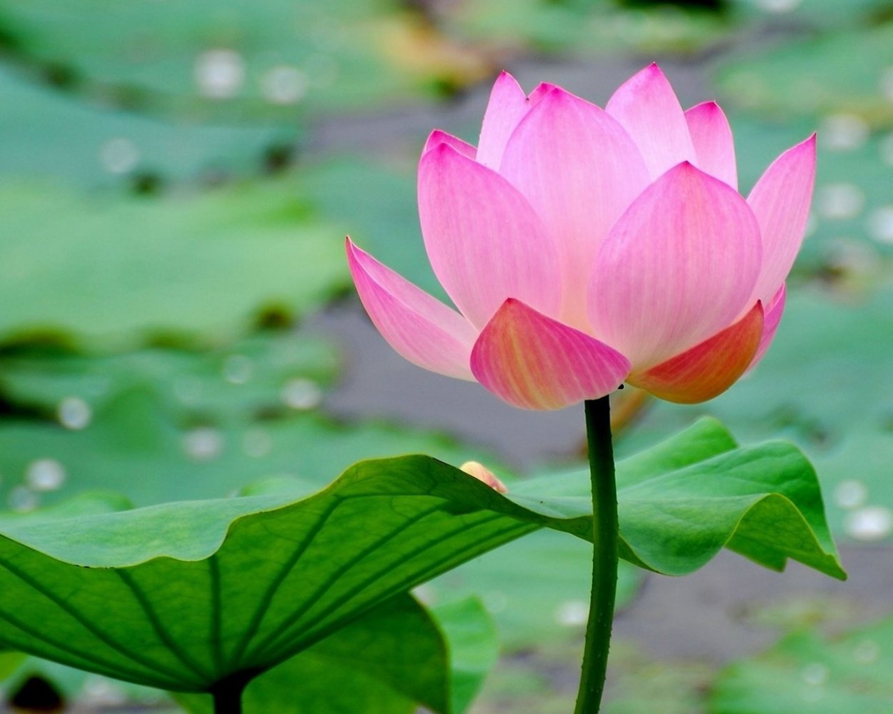 Девятилистный Лотос