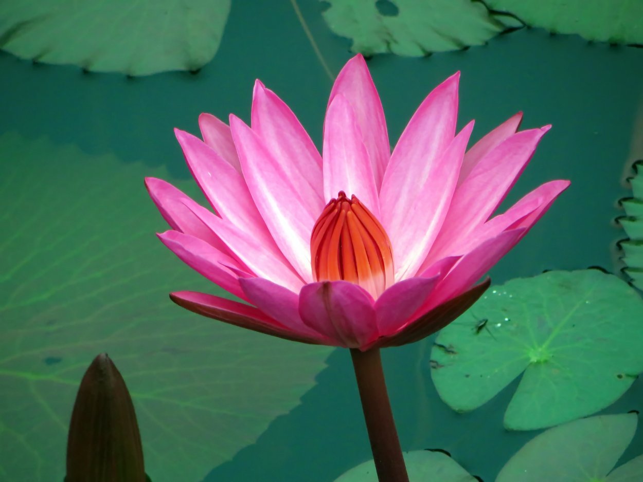 Цветок Лотус