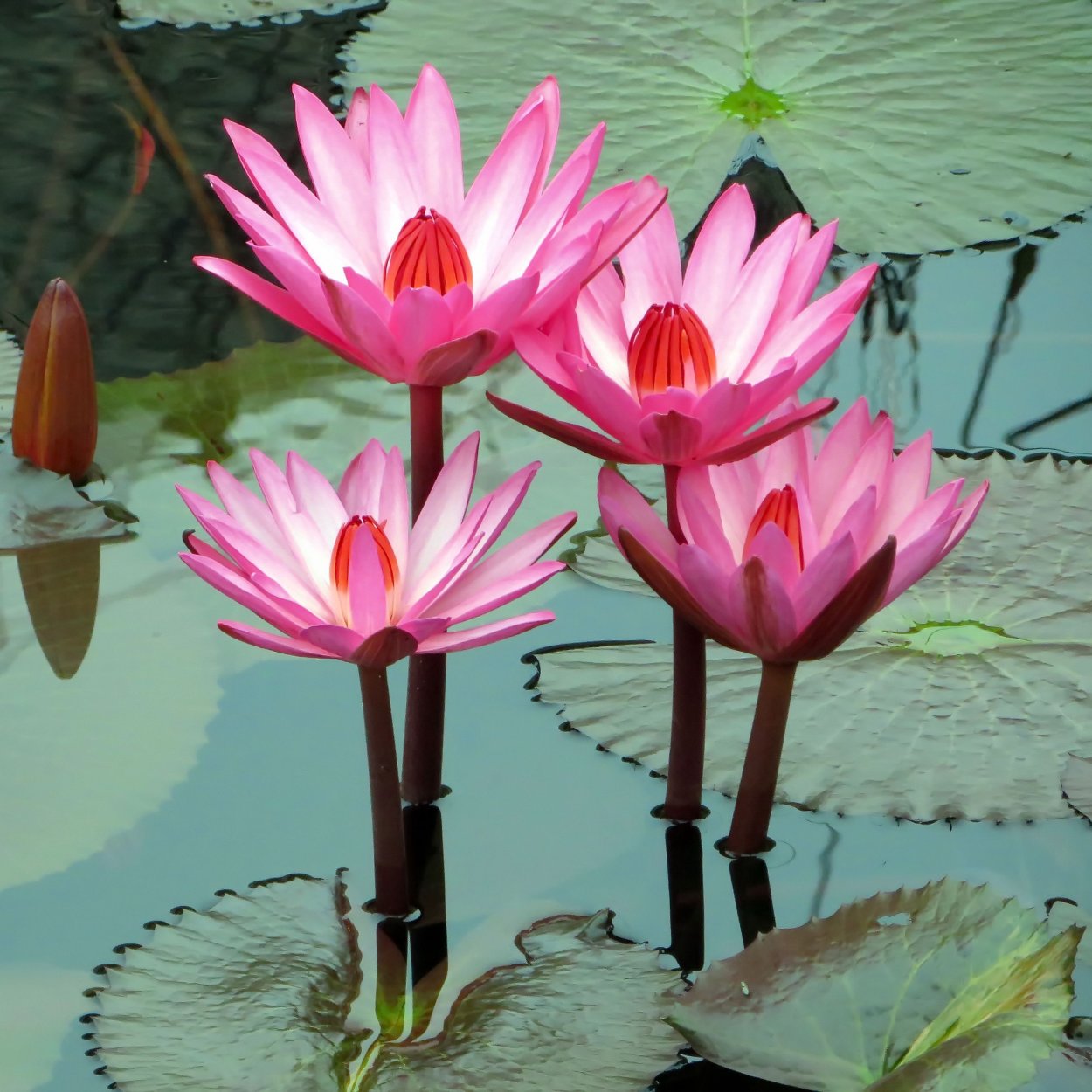 Лотус Фловер сверху