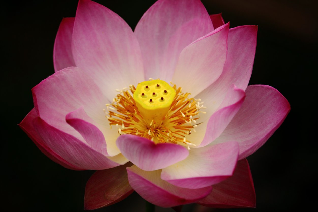 Лотосы Ахтанизовский Лиман