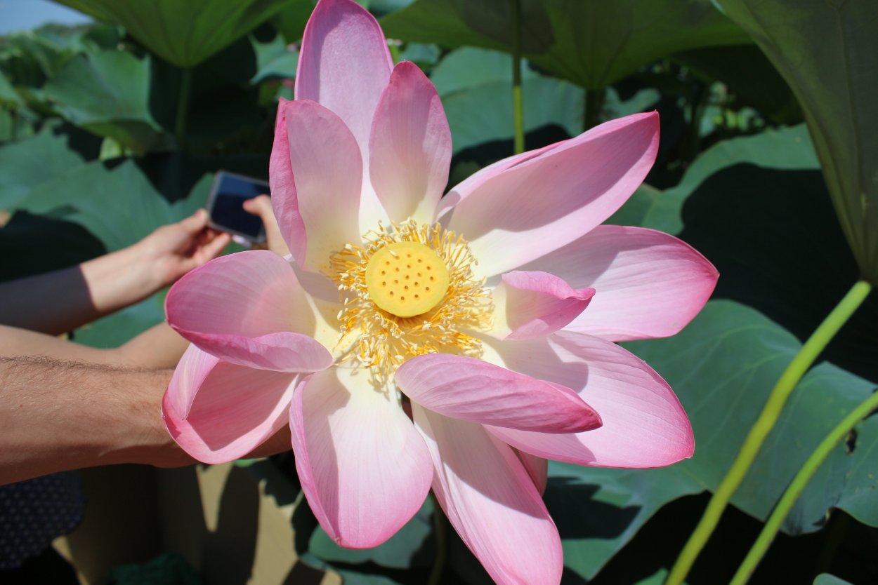 Лотос Лотос цветок Дюймовочка