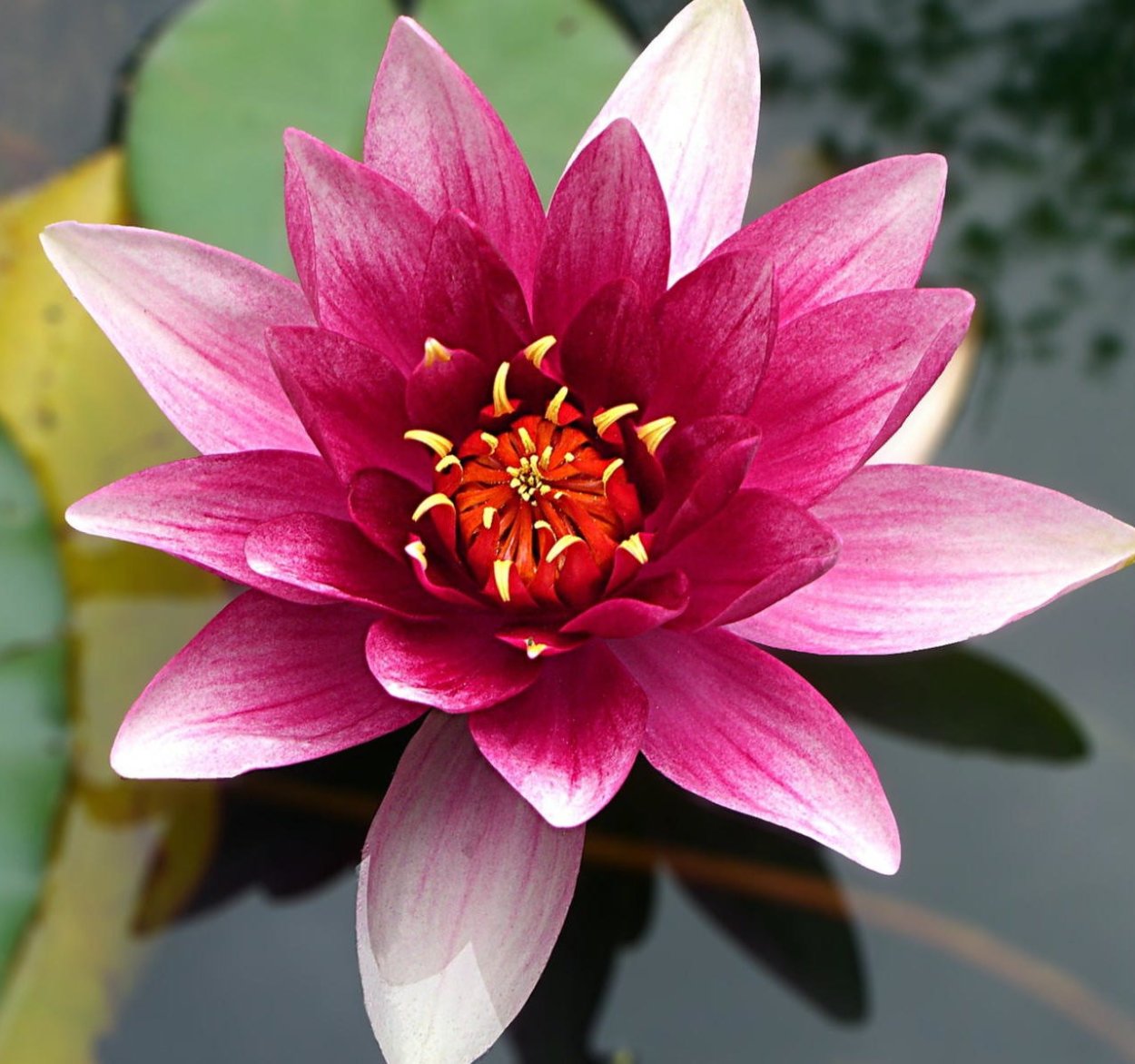 Лотос растение стебель