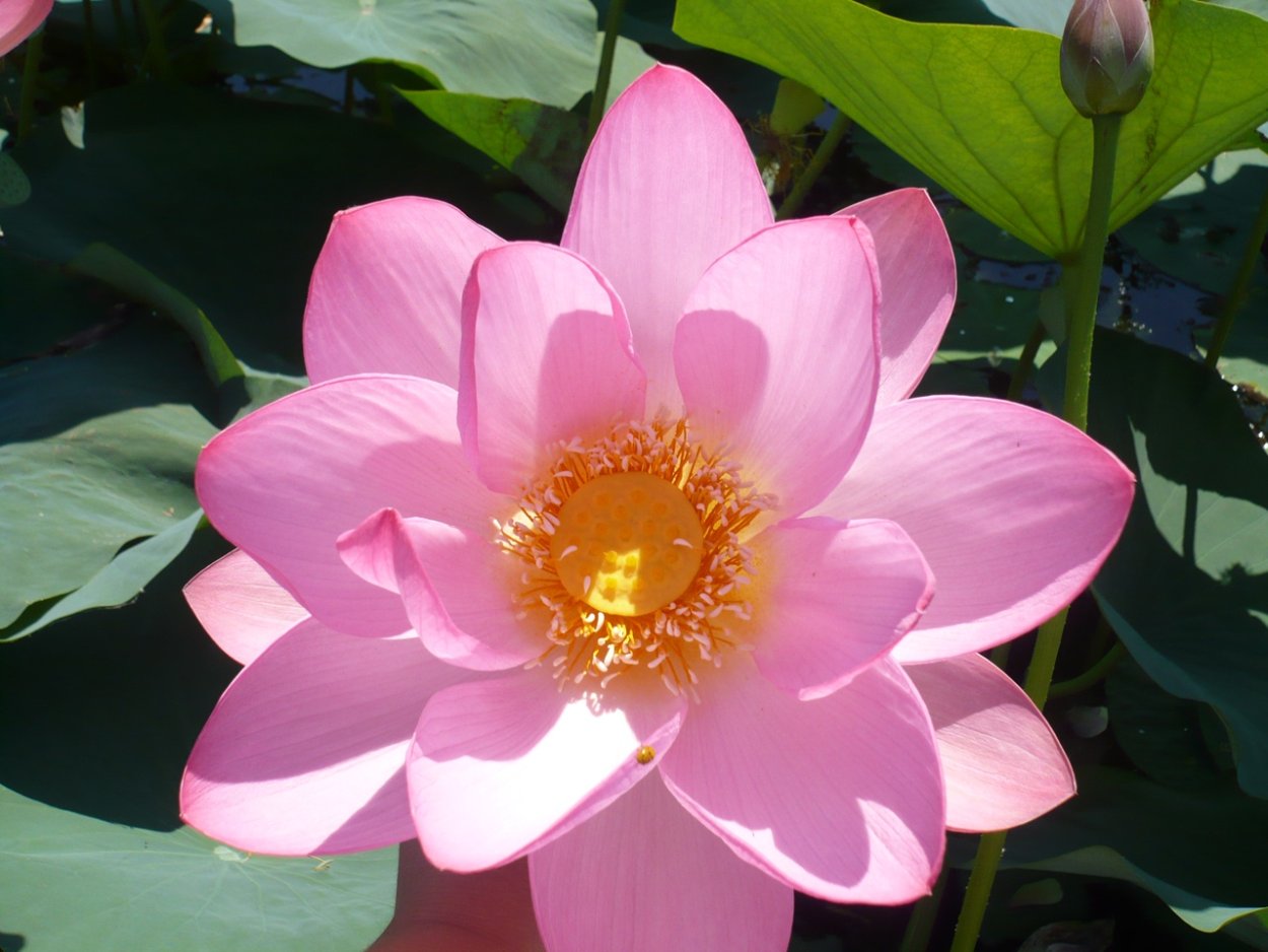 Лотос орехоносный сапфир