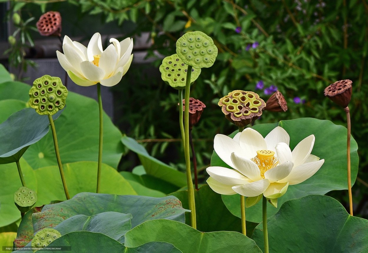 Светящийся Лотос