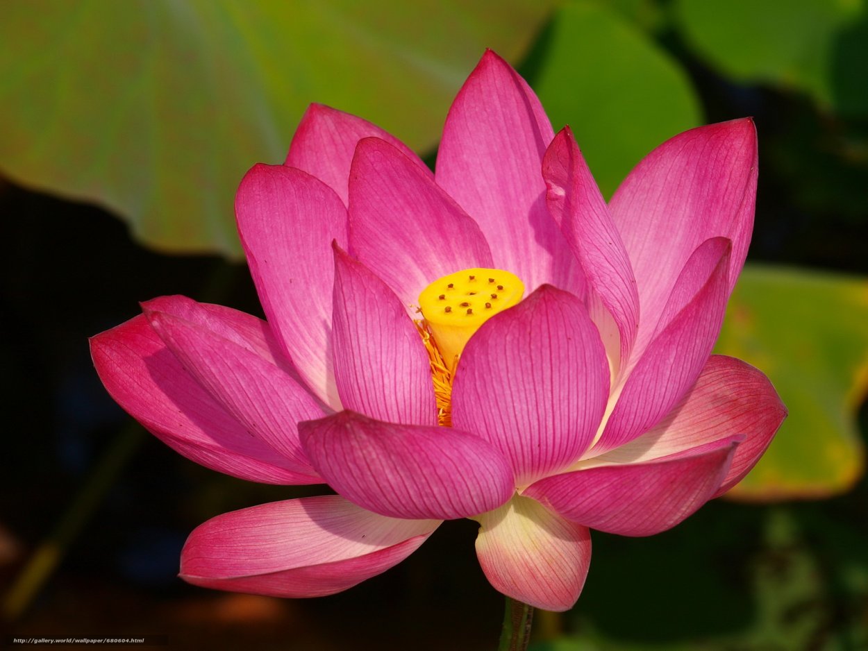 Кувшинка розовая водяная