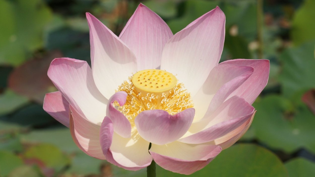 Розовый Лотос цветок