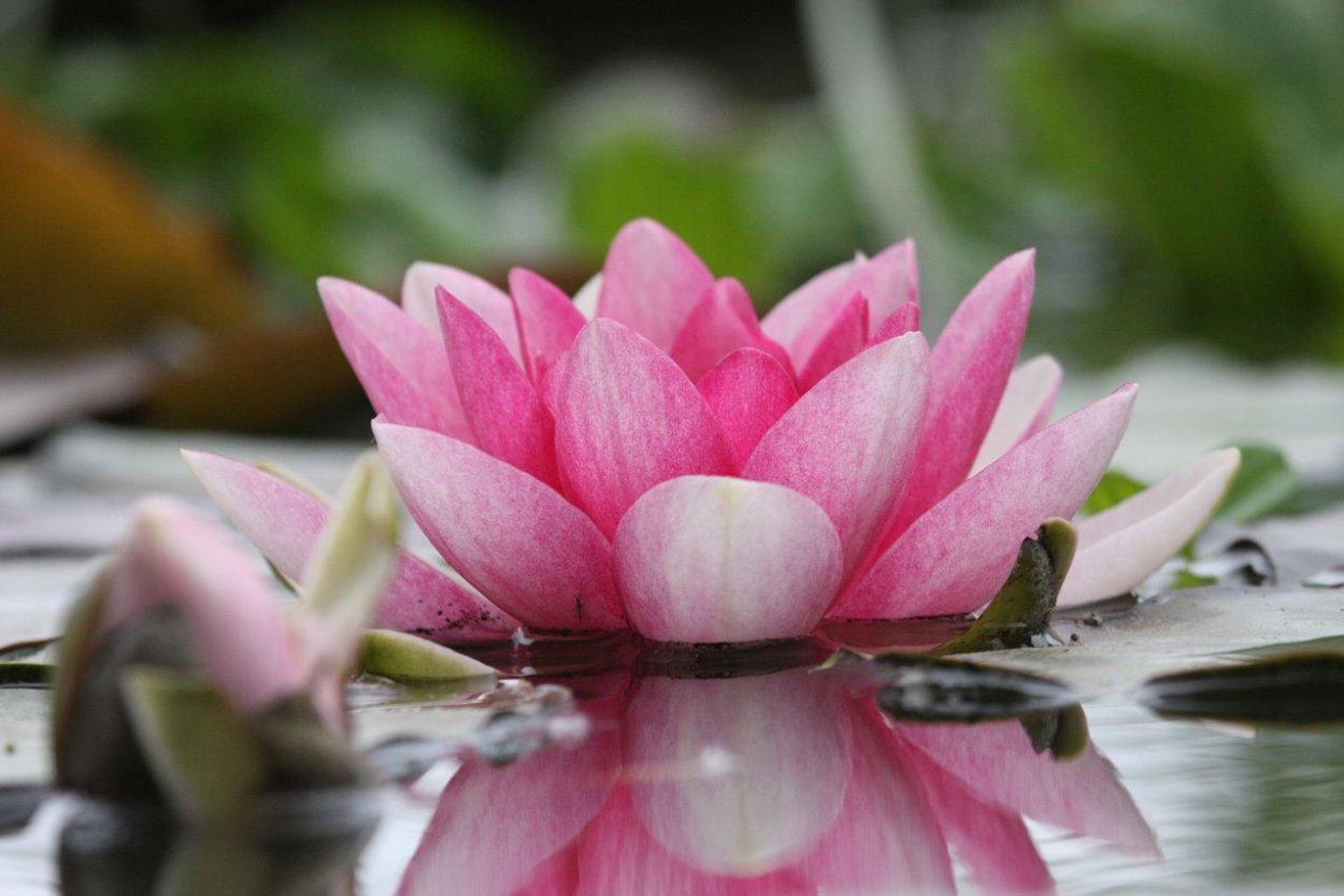 Лотос сине желтый