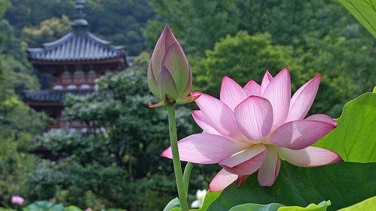 Лотосы на закате