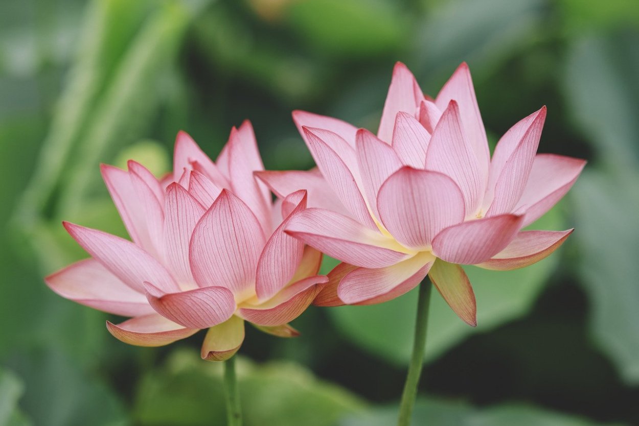 Приморско-Ахтарск Лотосы