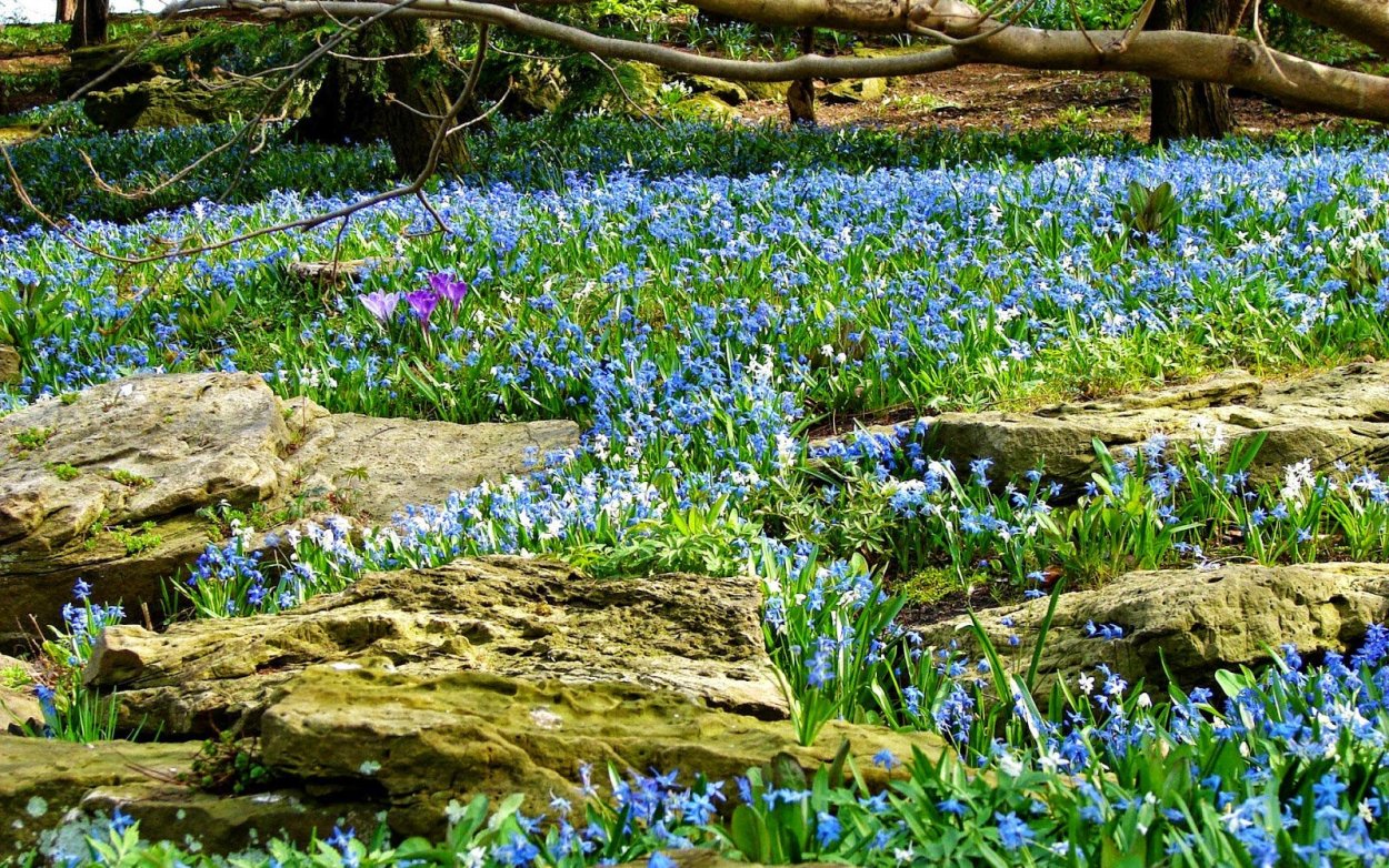 Пролески Лесные