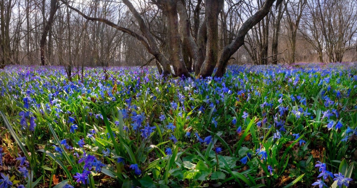 Пролеска Поляна