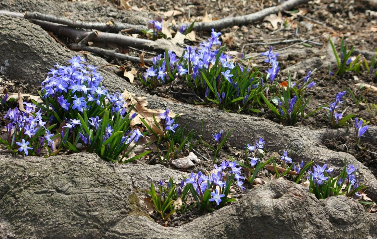 Пролеска Сибирская Крокус