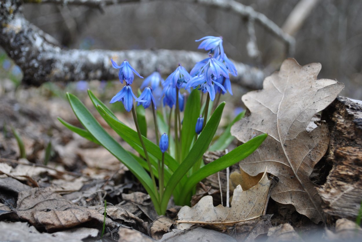 Машук подснежники