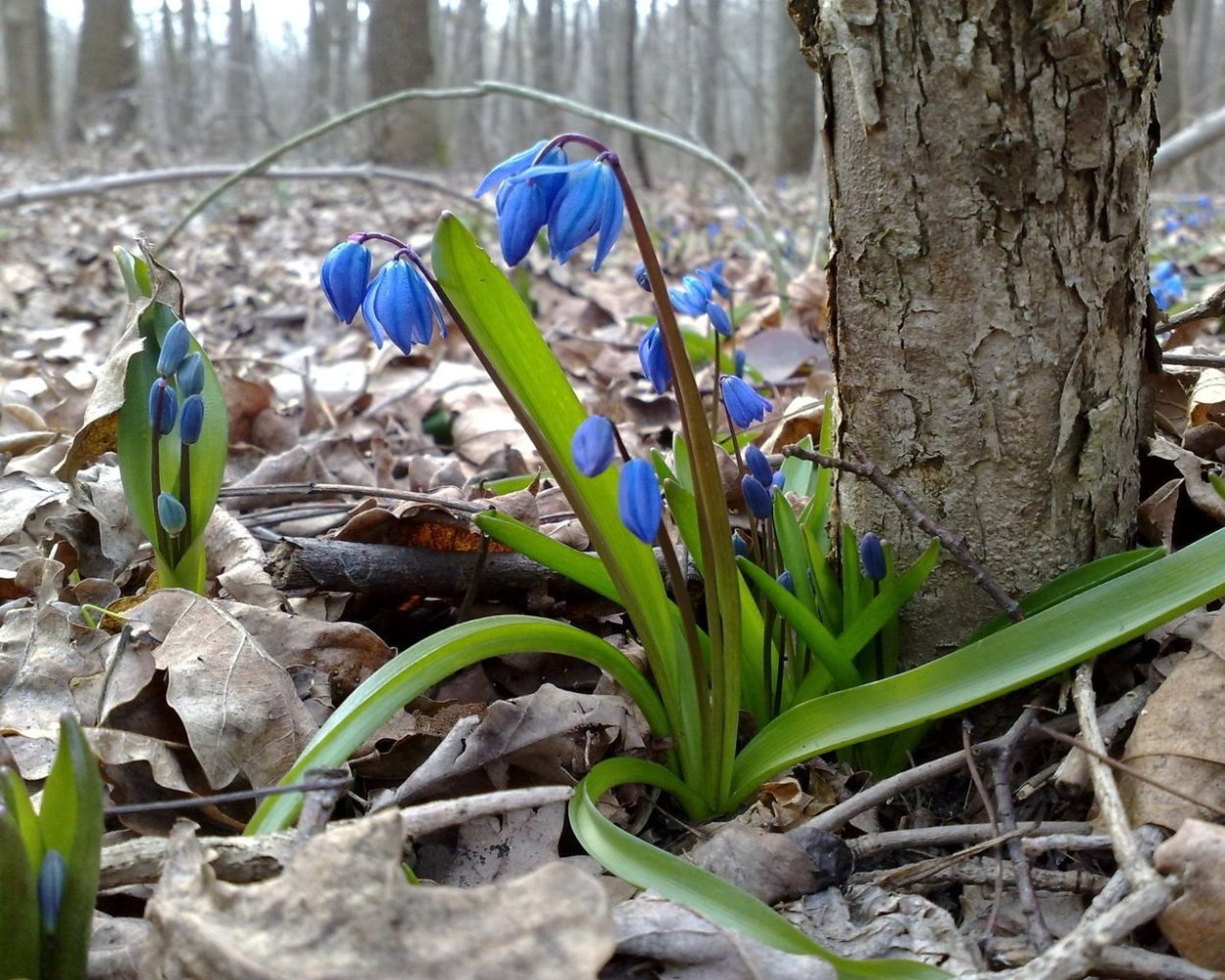 Первоцветы пролески