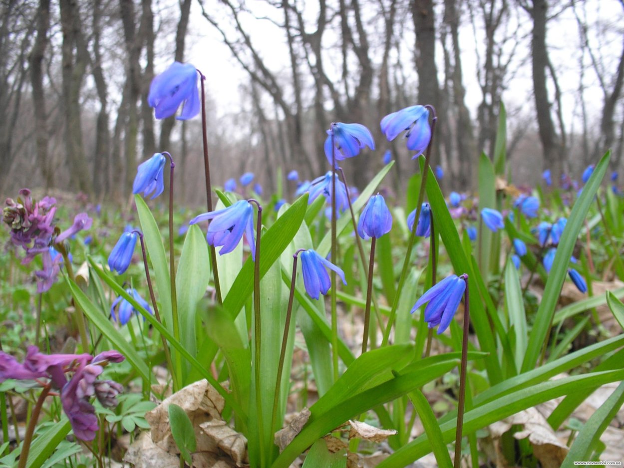Пролески Лесные