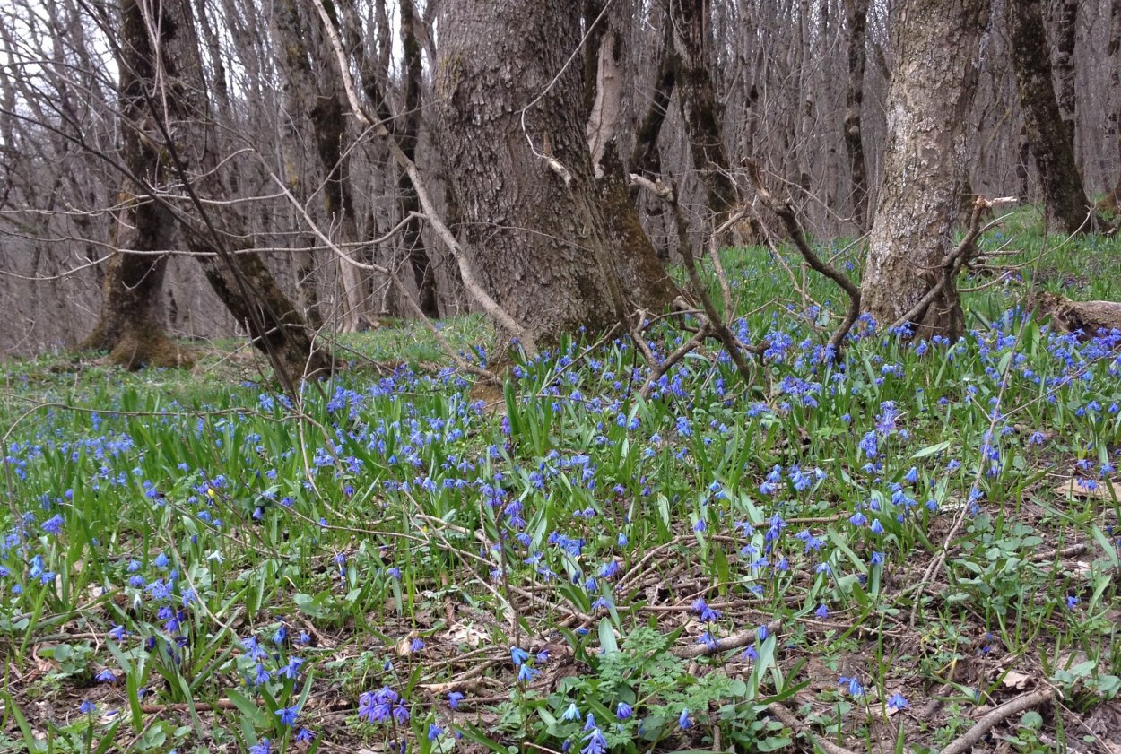 Печёночница обыкновенная крокусы
