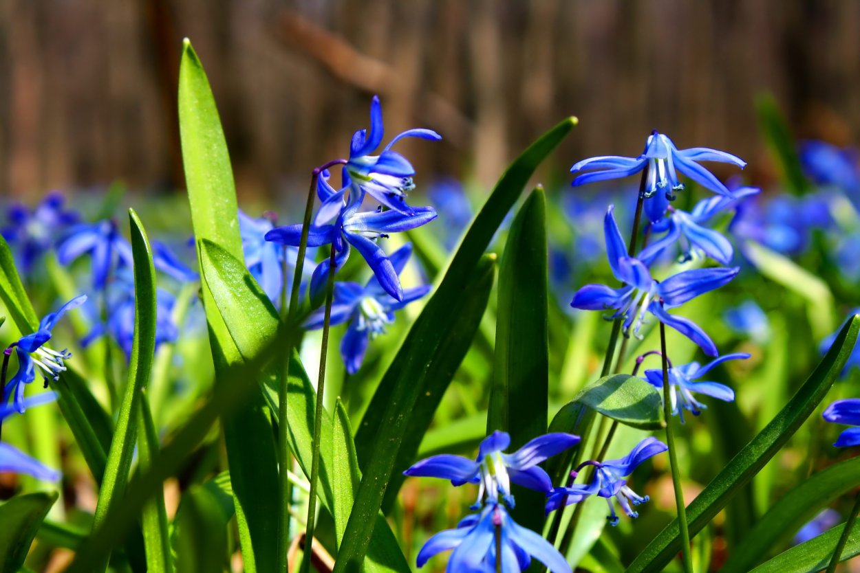 Пролески Белгород