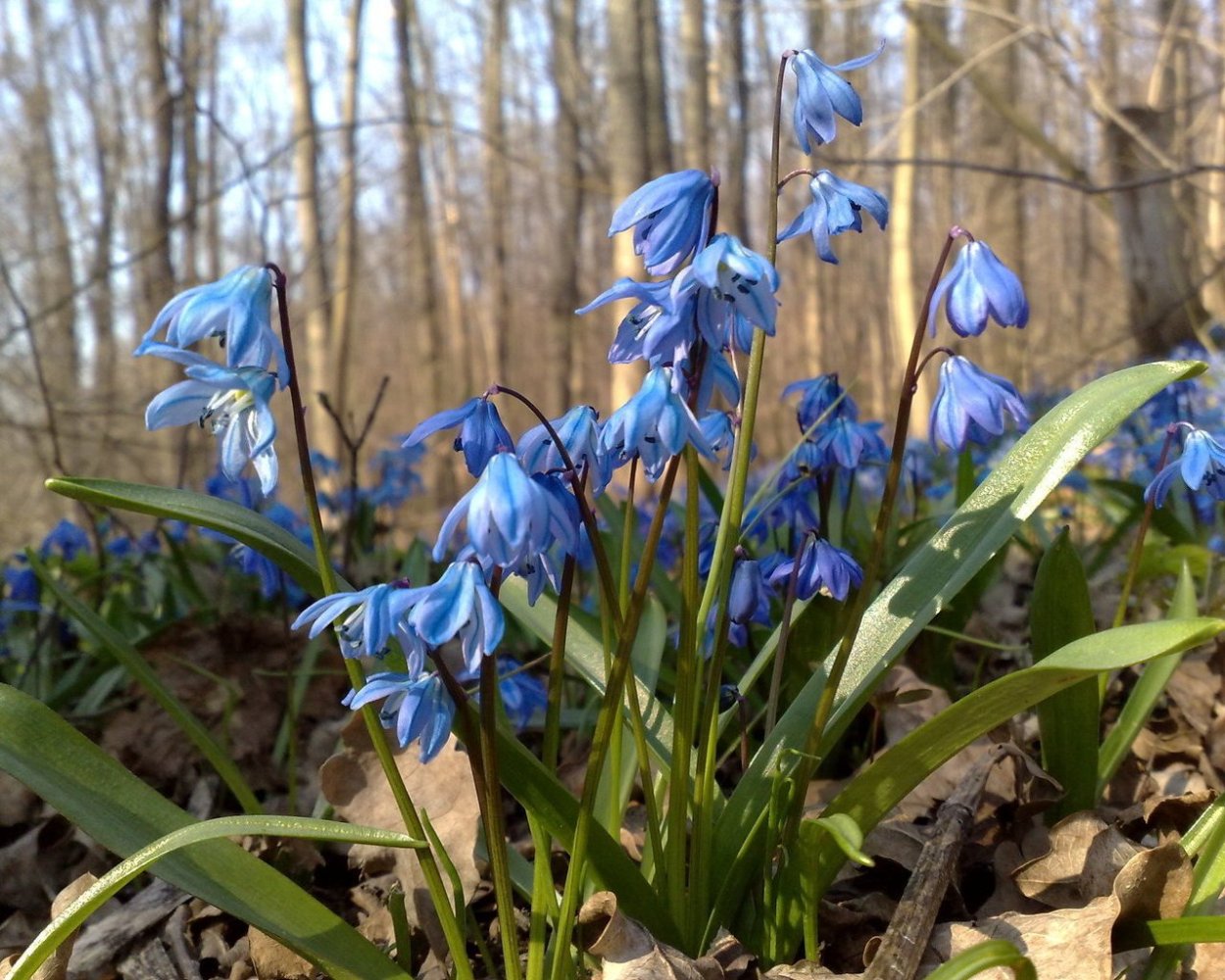 Пролеска (Сцилла) колокольчатая Вайт