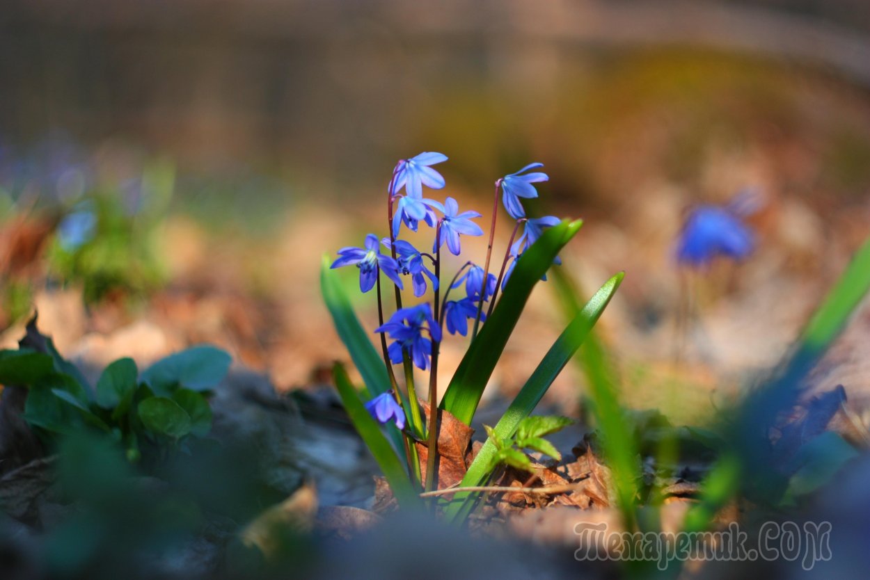 Лес Hallerbos. Бельгия