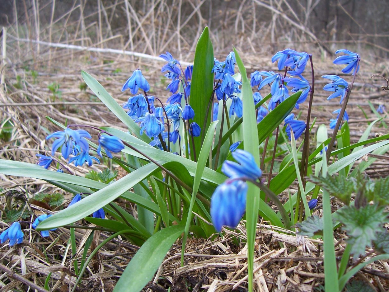 Лес Халлербос