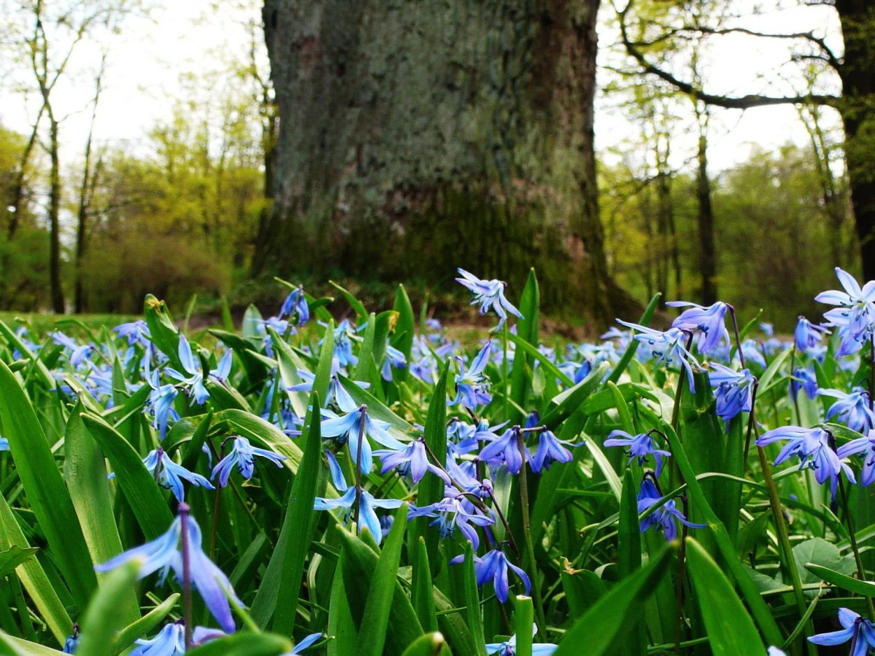 Пролеска Поляна