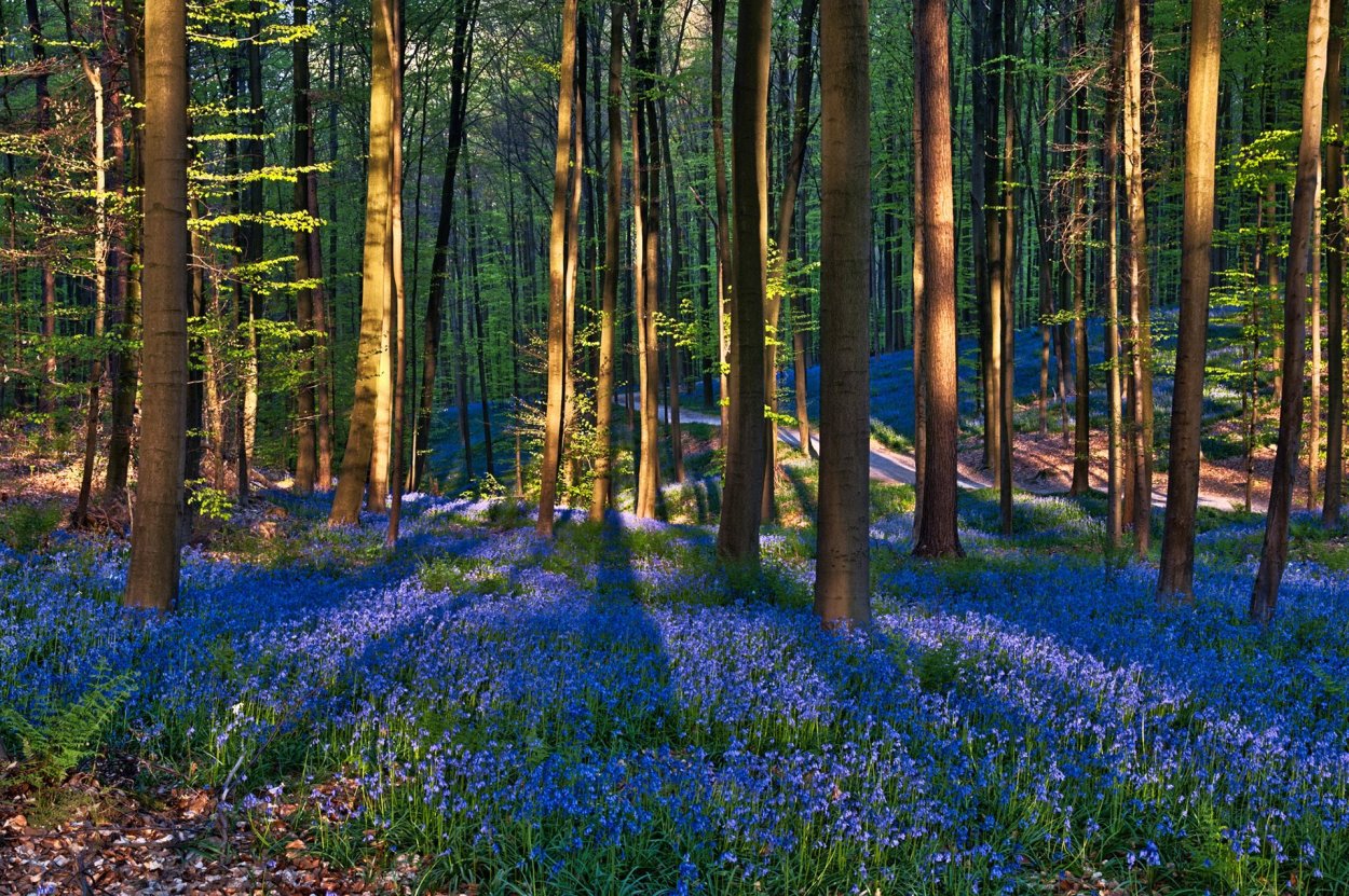 Первоцветы пролески