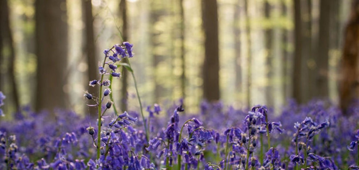 Цветок пролеска Сибирская