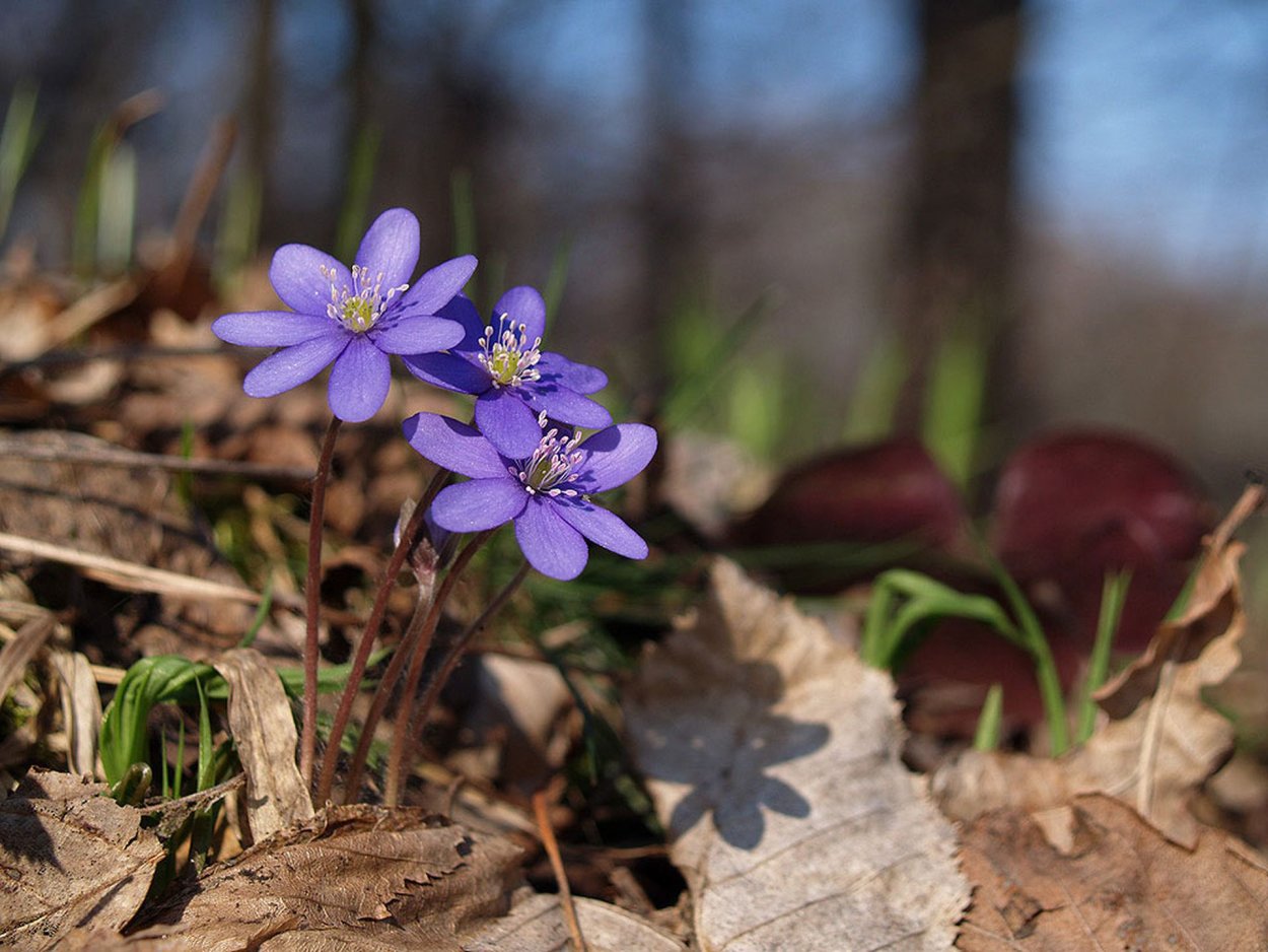 Подснежники Лесные синие