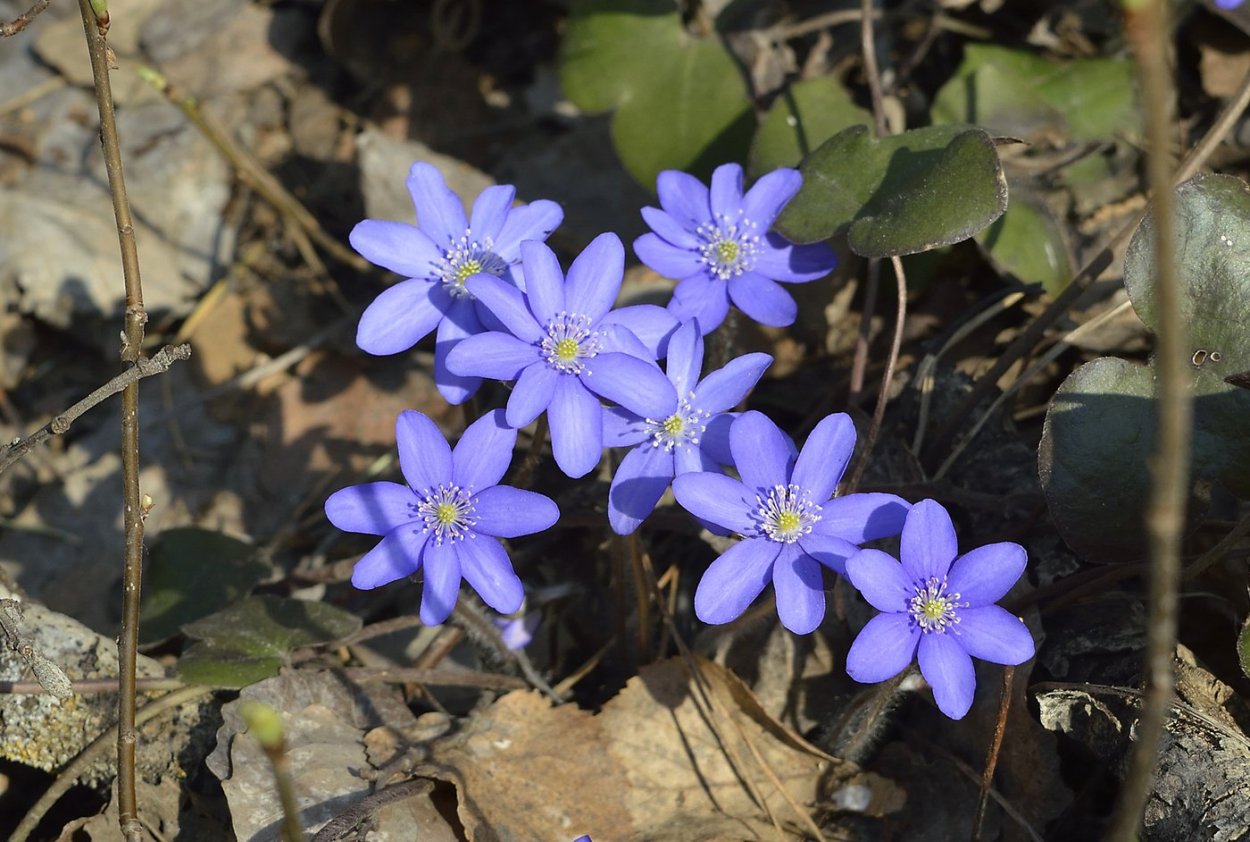 Цветы первоцветы пролески