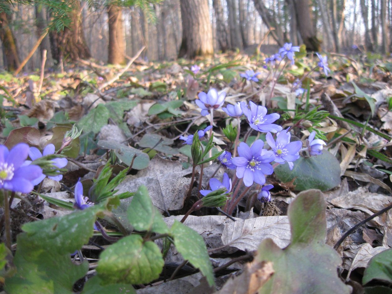 Пролески, подснежники, крокусы