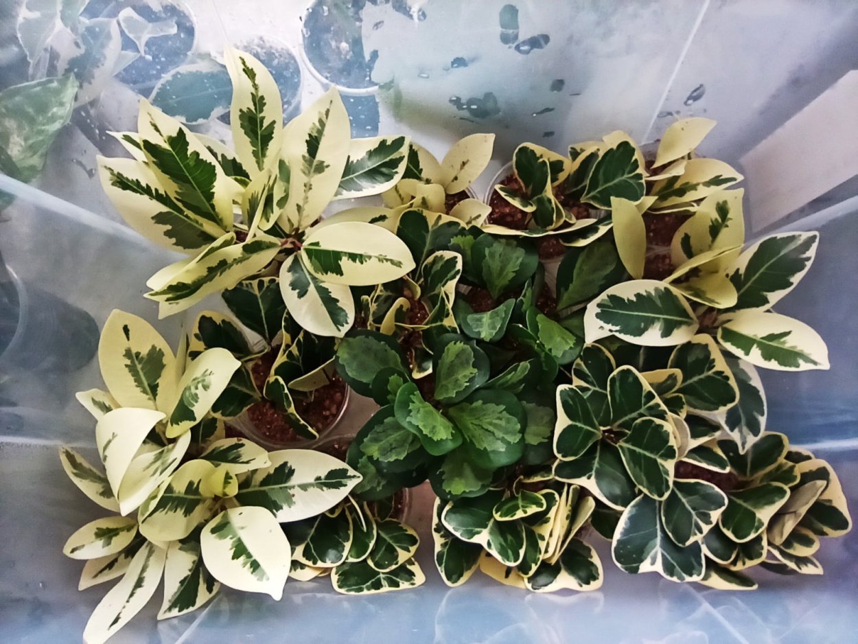 Фикус диверсифолия Вариегата